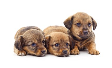 Beyaz arka planda izole edilmiş üç güzel yavru..