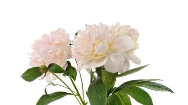 Beyaz şakayıklar beyaz arka planda izole edilmiş..