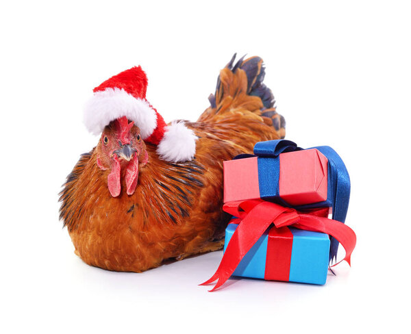 Chicken in a Christmas hat with gifts isolated on a white background.