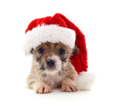 Beyaz arka planda izole edilmiş Noel şapkalı köpek..