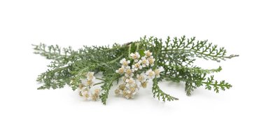 Beyaz arkaplanda yaprakları olan yarrow çiçeği.