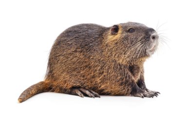 Beyaz arka planda izole edilmiş büyük bir hindistan cevizi..