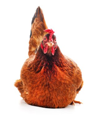 Young brown chicken isolated on a white background. clipart