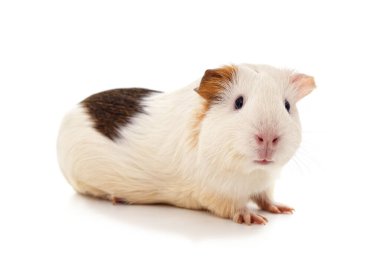 Beyaz arka planda izole edilmiş bir kobay..