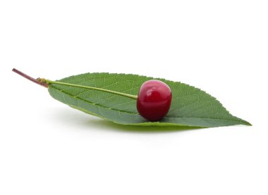 Beyaz arka planda izole edilmiş yaprağın üzerinde olgun bir kiraz..