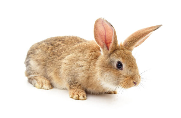 Один красный кролик изолирован на белом фоне.