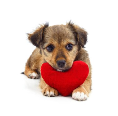 Yavru köpek ve kalp beyaz bir arkaplanda izole edilmiş..