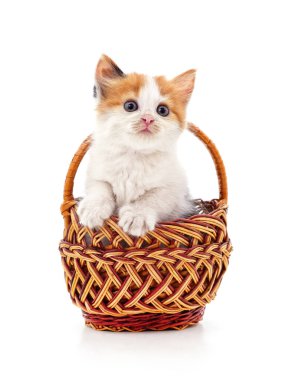 Beyaz arka planda izole edilmiş sepetteki kedi yavrusu..