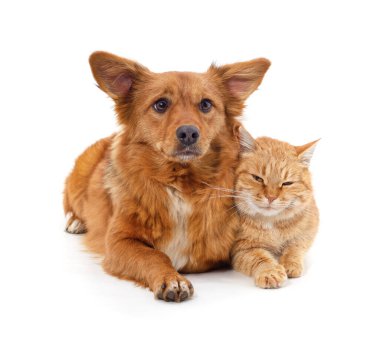 Kedi ve köpek beyaz bir arkaplanda izole edilmiş..
