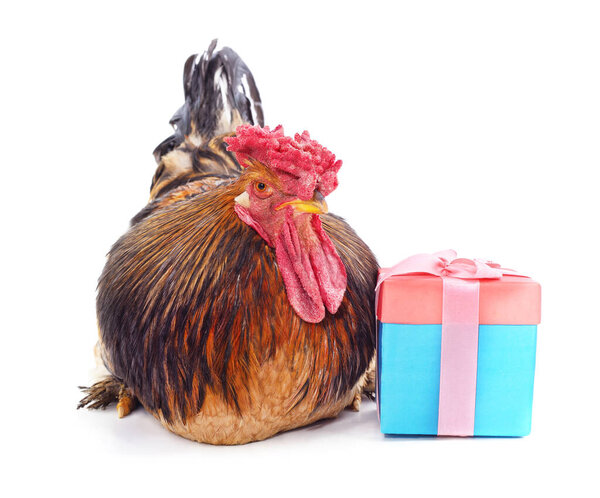 Red cock and gift isolated on a white background.