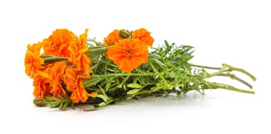 Beyaz bir arka plan üzerinde izole marigolds buket.