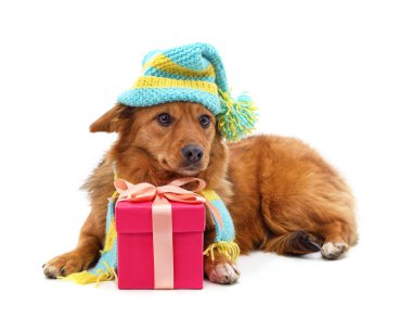 Beyaz arka planda izole edilmiş kepli ve eşarplı bir köpek..