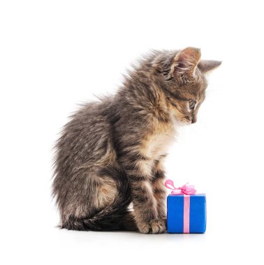 Kedi yavrusu ve hediye beyaz arka planda izole edilmiş..