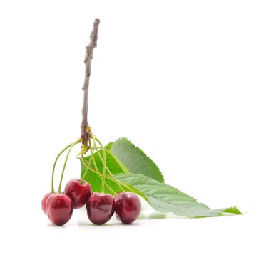 Cherries on a branch isolated on a white background.