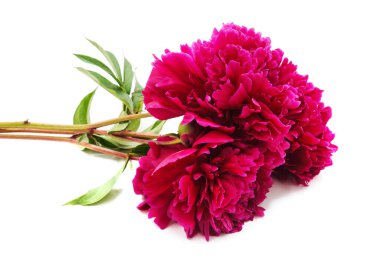 Kırmızı şakayıklar beyaz arka planda izole edilmiş..