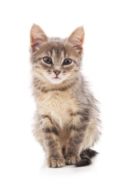 Beyaz bir arka plan üzerinde izole gri oturma kitty.
