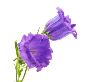 Beyaz arka planda izole edilmiş mor çan buketi..