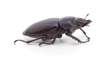 Beyaz arka planda izole edilmiş bir siyah böcek..