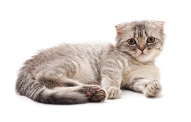 Gri kedi yavrusu beyaz arka planda tek başına uzanıyor..