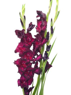 Beyaz arka planda izole edilmiş koyu renk gladiolus buketi..