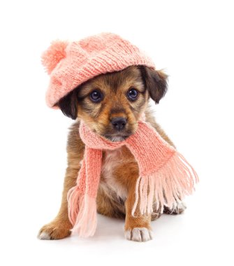 Beyaz arka planda izole edilmiş şapka ve eşarplı bir köpek..