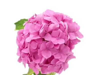 Beyaz arka planda izole edilmiş pembe bir ortanca..