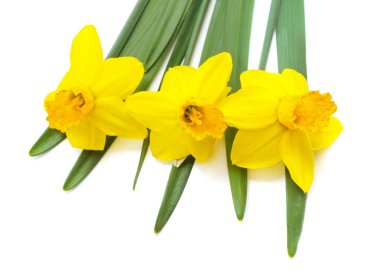 Beyaz bir arka plan üzerinde izole sarı nergis buket.