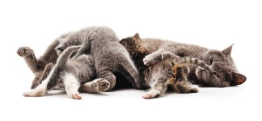 Anne kedi beyaz arka planda izole edilmiş kedi besliyor..