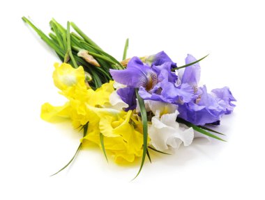 Beyaz arka planda izole edilmiş renkli süsen çiçekleri..