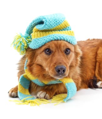 Beyaz arka planda izole edilmiş kepli ve eşarplı bir köpek..