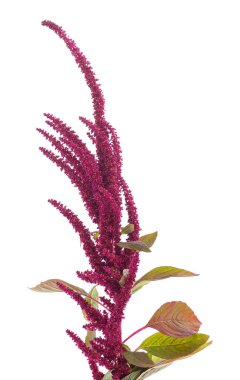 Çiçek açan bir dal beyaz arka planda izole edilmiş.