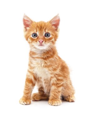 Beyaz arka planda izole bir kahverengi kedi yavrusu..