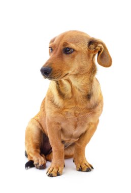 Little brown puppy isolated on a white background. clipart