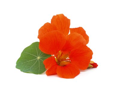 Beyaz bir arka plan üzerinde izole yaprakları ile turuncu nasturtium.