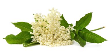 Beyaz bir arka planda izole beyaz yaşlı çiçek.