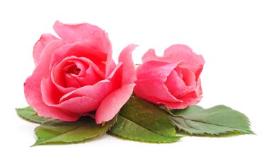 Beyaz arka planda izole edilmiş pembe güller..