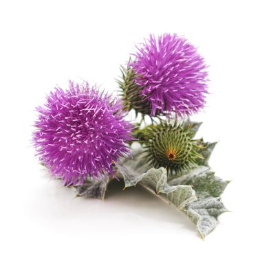 Güzel deve dikenleri beyaz bir arka planda izole edilmiş..