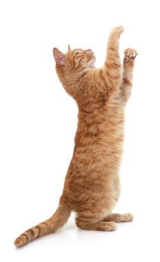 Kırmızı kedi arka ayakları üzerinde duruyor ve beyaz arka planda izole bir şekilde yukarı bakıyor..