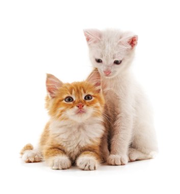 Beyaz arka planda iki küçük kedi yavrusu..