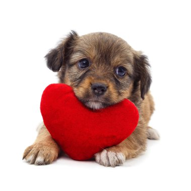 Beyaz arka planda izole edilmiş oyuncak kalbi olan bir köpek yavrusu..