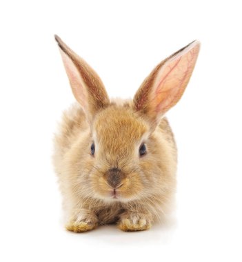 Beyaz arka planda izole edilmiş kırmızı küçük tavşan..
