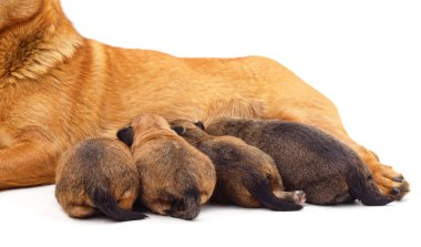 Köpek, beyaz arka planda izole edilmiş yavrularını besliyor..