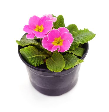 Beyaz arkaplanda izole edilmiş bir tencerede Primula.