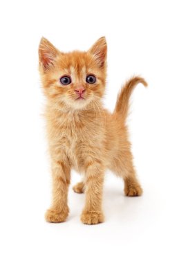 Beyaz arka planda izole bir kahverengi kedi yavrusu..