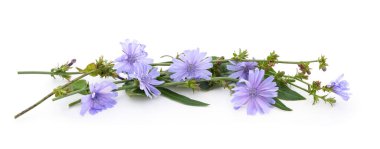 Beyaz arkaplanda mavi hindiba çiçekleri.