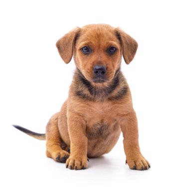 Beyaz arka planda izole edilmiş küçük bir köpek yavrusu..