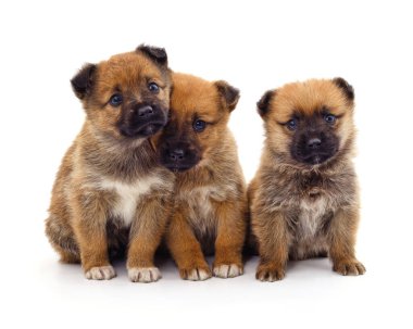 Beyaz arka planda izole edilmiş üç güzel yavru..