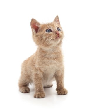 Küçük kedi yavrusu beyaz bir arka planda tek başına yukarı bakıyor..