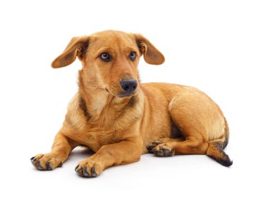 Beyaz arka planda izole bir şekilde yatan bir köpek..