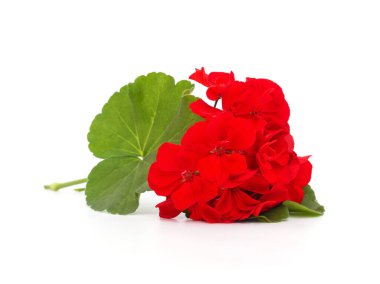 Beyaz arkaplanda kırmızı pelargonyum çiçeği.